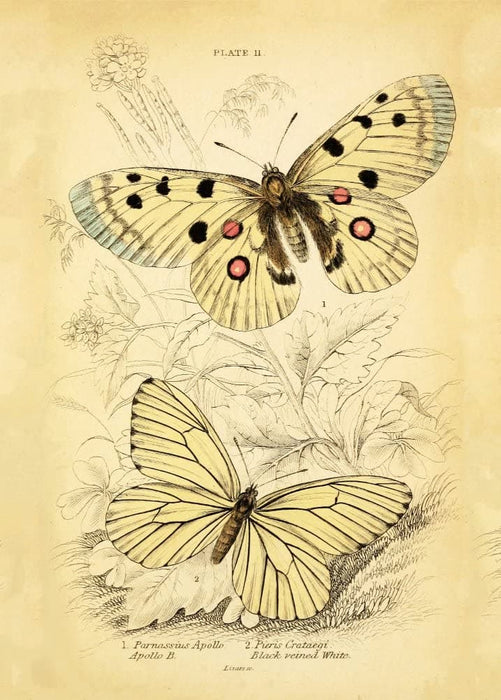 Vintage Lepidopterology 'British Butterflies, Plate Fourteen', Reproduction 200gsm A3 Vintage Butterfly Poster