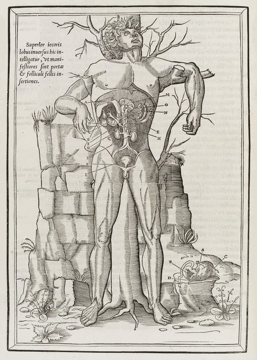 Vintage Anatomy 'De Dissectione Partium Corporis Humani Libi Tres', Plate 5, France, 1545, Charles Estienne, Reproduction 200gsm A3 Vintage Medical Poster