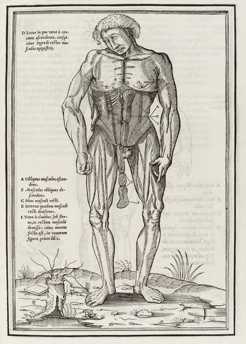 Vintage Anatomy 'De Dissectione Partium Corporis Humani Libi Tres', Plate 2, France, 1545, Charles Estienne, Reproduction 200gsm A3 Vintage Medical Poster