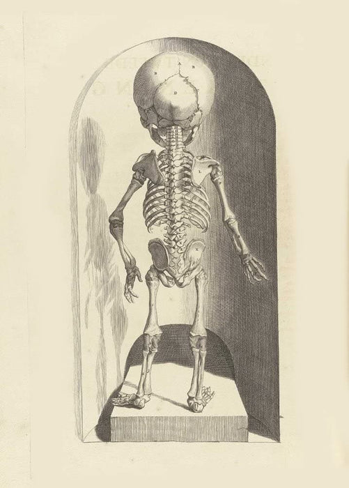 Vintage Anatomy 'Human Skeleton, Rear View', from 'Anatomia Humani Corporis', 1685, Netherlands, Govard Bidloo, Gerard de Lairesse, Reproduction 200gsm A3 Vintage Medical Poster