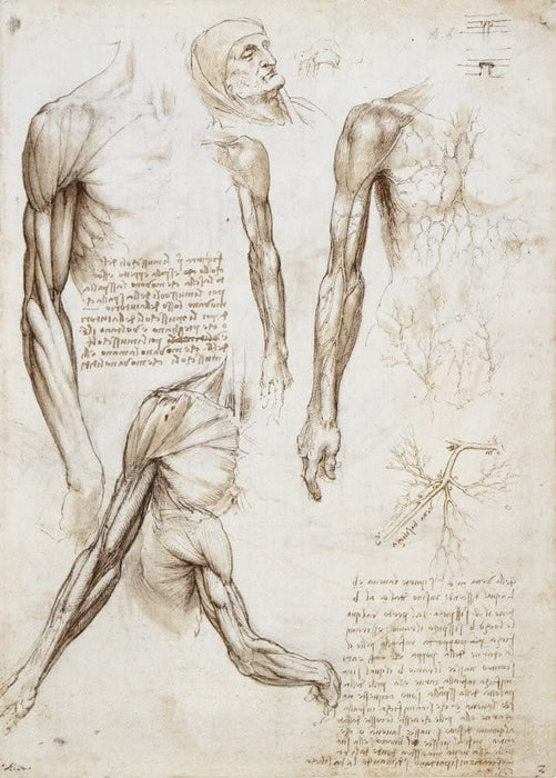 Vintage Anatomy 'Arm and Shoulder', Leonardo da Vinci, 14-15th Century, Italy, Reproduction 200gsm A3 Vintage Poster