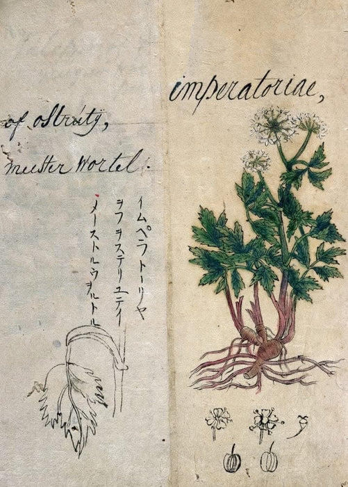 Vintage Plant Anatomy and Morphology 'Maelowort. Peudedanum Ostruthium', from 'A Japanese Herbal', Japan, 17th Century, Reproduction 200gsm A3 Vintage Poster