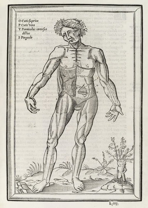 Vintage Anatomy 'De Dissectione Partium Corporis Humani Libi Tres', Plate 16, France, 1545, Charles Estienne, Reproduction 200gsm A3 Vintage Medical Poster