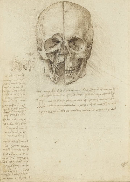 Vintage Anatomy 'Study of The Human Skull, II', by Leonardo da Vinci, Italy, 14-15th Century, Reproduction 200gsm A3 Vintage Medical Poster