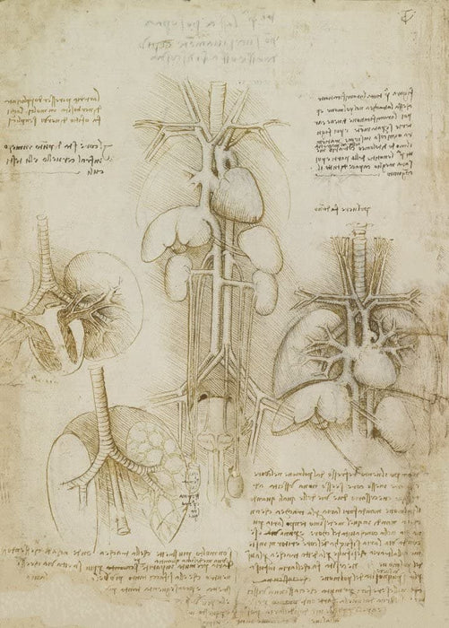 Vintage Anatomy 'Study of The Heart, Lungs, Liver and Spleen', by Leonardo da Vinci, Italy, 14-15th Century, Reproduction 200gsm A3 Vintage Medical Poster