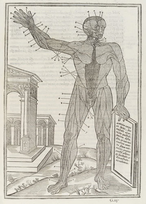 Vintage Anatomy 'De Dissectione Partium Corporis Humani Libi Tres', Plate 14, France, 1545, Charles Estienne, Reproduction 200gsm A3 Vintage Medical Poster