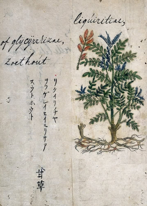 Vintage Plant Anatomy and Morphology 'Liquorice. Glycyrrhiza', from 'A Japanese Herbal', Japan, 17th Century, Reproduction 200gsm A3 Vintage Poster
