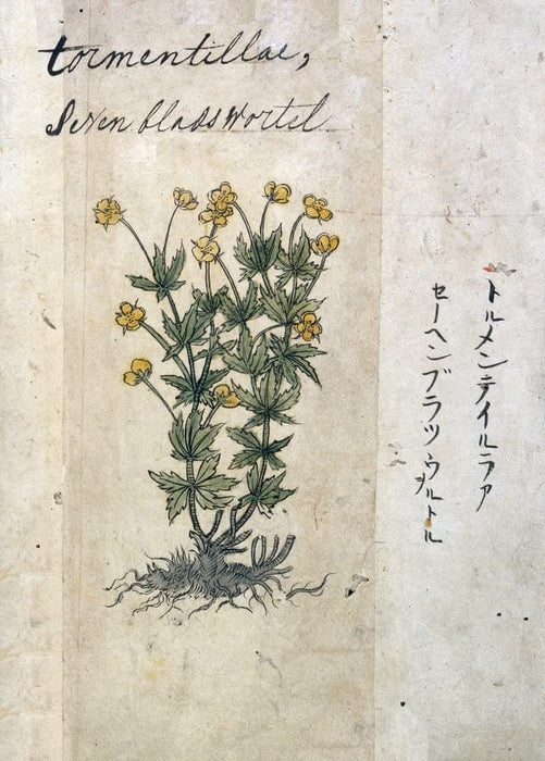 Vintage Plant Anatomy and Morphology 'Tormentilla. Potentilla Erecta', from 'A Japanese Herbal', Japan, 17th Century, Reproduction 200gsm A3 Vintage Poster