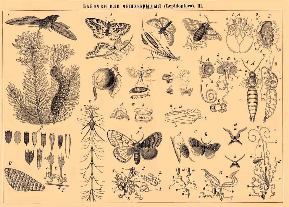 Vintage Lepidopterology 'A Collection of Different Butterflies', from 'Brockhaus and Efron Encyclopedia', Russia, 1890, Reproduction 200gsm A3 Vintage Poster