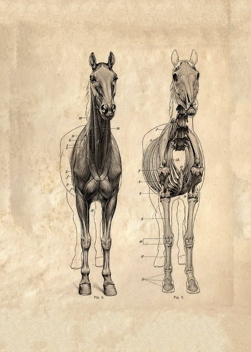 Vintage Anatomy 'A Diagram of The Horse', 18-19th Century, Reproduction Vintage 200gsm A3 Classic Poster