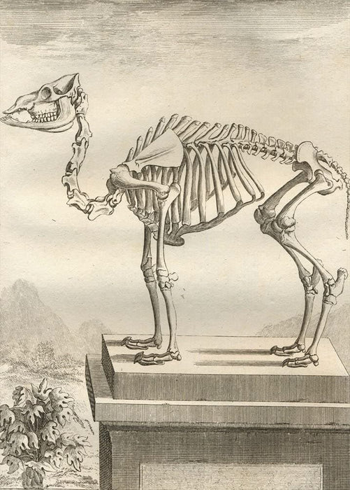 Vintage Anatomy 'Camels', Georges-Louis Leclerc Comte de Buffon, 19th Century, France, Reproduction 200gsm A3 Vintage Poster