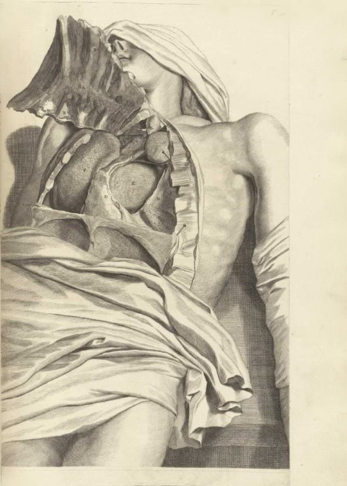 Vintage Anatomy 'The Upper Body', from 'Anatomia Humani Corporis', 1685, Netherlands, Govard Bidloo, Gerard de Lairesse, Reproduction 200gsm A3 Vintage Medical Poster