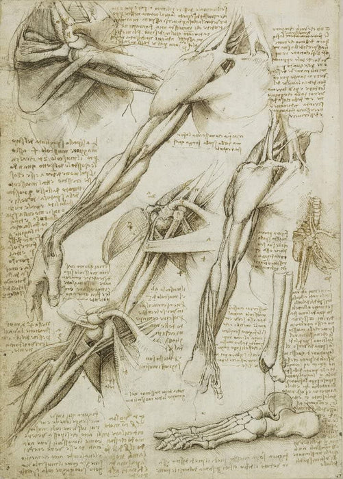 Vintage Anatomy 'Arm and Foot', Leonardo da Vinci, 14-15th Century, Italy, Reproduction 200gsm A3 Vintage Medical Poster