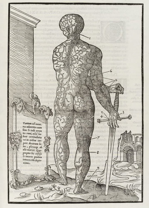 Vintage Anatomy 'De Dissectione Partium Corporis Humani Libi Tres', Plate 15, France, 1545, Charles Estienne, Reproduction 200gsm A3 Vintage Medical Poster