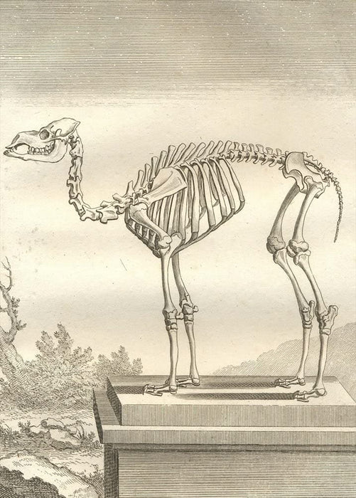 Vintage Anatomy 'Camels Dromedaries', Georges-Louis Leclerc Comte de Buffon, 19th Century, France, Reproduction 200gsm A3 Vintage Poster