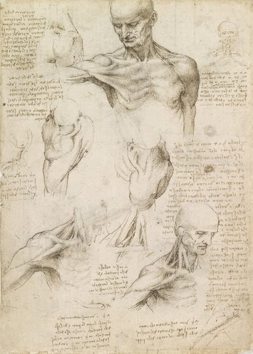 Vintage Anatomy 'Superficial Anatomy of The Shoulders and Neck', Leonardo da Vinci, Italy, 14-15th Century, Reproduction 200gsm A3 Vintage Medical Poster
