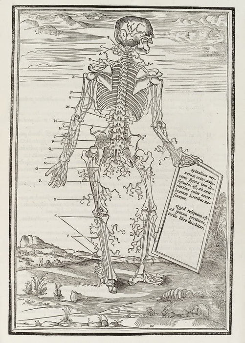 Vintage Anatomy 'De Dissectione Partium Corporis Humani Libi Tres', Plate 13, France, 1545, Charles Estienne, Reproduction 200gsm A3 Vintage Medical Poster