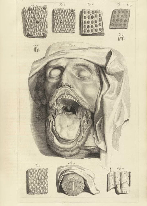 Vintage Anatomy 'The Face and Mouth', from 'Anatomia Humani Corporis', 1685, Netherlands, Govard Bidloo, Gerard de Lairesse, Reproduction 200gsm A3 Vintage Medical Poster