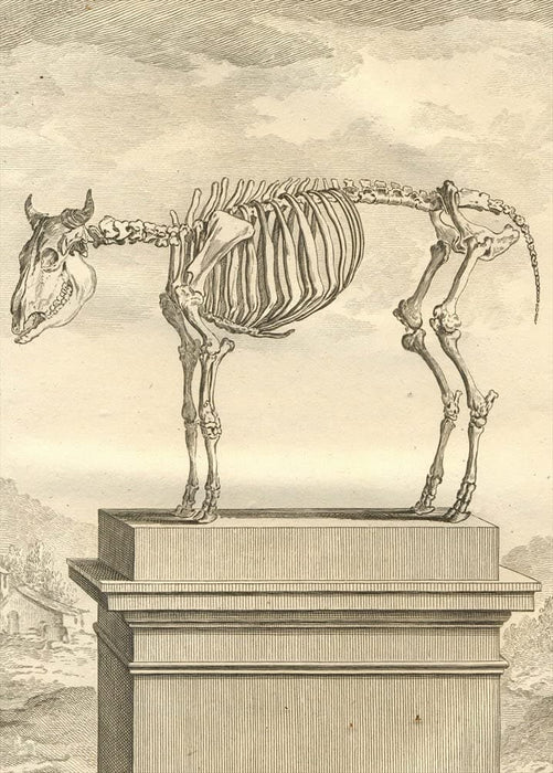 Vintage Anatomy 'Bulls', Georges-Louis Leclerc Comte de Buffon, 19th Century, France, Reproduction 200gsm A3 Vintage Poster