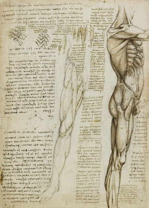Vintage Anatomy 'Muscles of The Leg', by Leonardo da Vinci, Italy, 14-15th Century, Reproduction 200gsm A3 Vintage Medical Poster