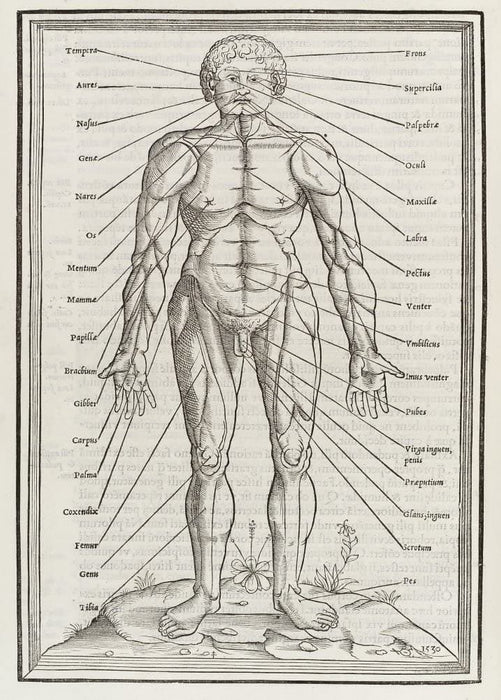 Vintage Anatomy 'De Dissectione Partium Corporis Humani Libi Tres', Plate 6, France, 1545, Charles Estienne, Reproduction 200gsm A3 Vintage Medical Poster
