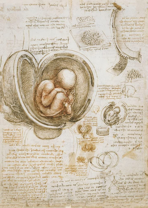 Vintage Anatomy 'Study of a Baby in The Womb', by Leonardo da Vinci, Italy, 14-15th Century, Reproduction 200gsm A3 Vintage Medical Poster