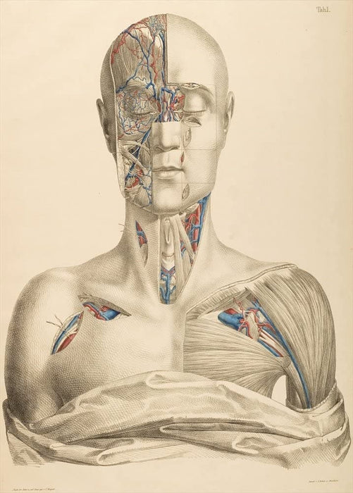 Vintage Anatomy 'The Human Head and Neck and Upper Body', from 'Lehrbuch der vergleichenden Anatomie', Germany, 1878, Anton Nuhn, Reproduction 200gsm A3 Vintage Medical Poster