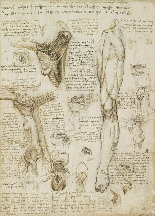 Vintage Anatomy 'Study of The Larynx and Leg', by Leonardo da Vinci, Italy, 14-15th Century, Reproduction 200gsm A3 Vintage Medical Poster