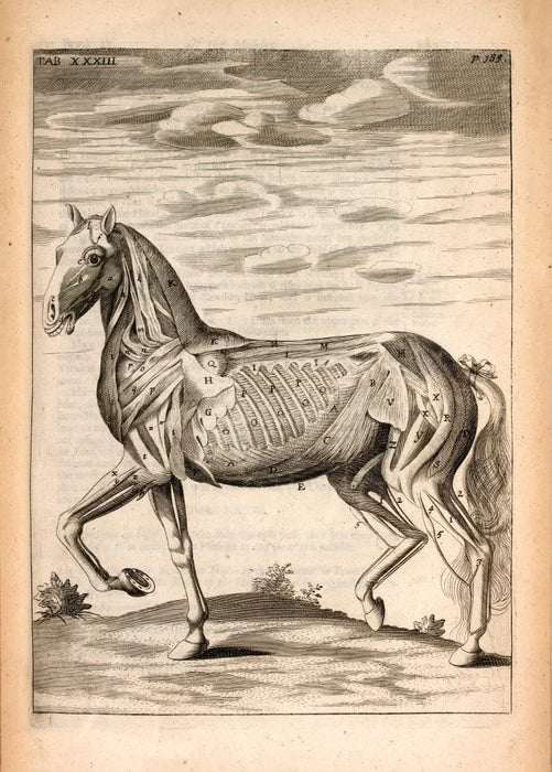 Vintage Anatomy 'Muscles of The Horse, Side View', from 'The Anatomy of The Horse', England, 1766, George Stubbs, Reproduction 200gsm A3 Classic Vintage Poster