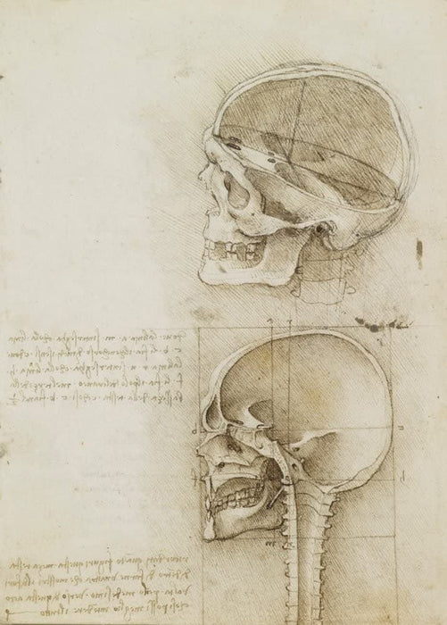 Vintage Anatomy 'Study of The Human Skull', by Leonardo da Vinci, Italy, 14-15th Century, Reproduction 200gsm A3 Vintage Medical Poster