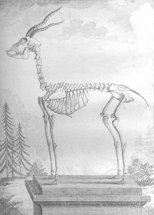 Vintage Anatomy 'Gazelle, Fourth Species', Georges-Louis Leclerc Comte de Buffon, 19th Century, France, Reproduction 200gsm A3 Vintage Poster