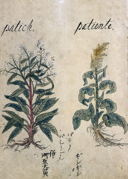 Vintage Plant Anatomy and Morphology 'Patich. Pateinte', from 'A Japanese Herbal', Japan, 17th Century, Reproduction 200gsm A3 Vintage Poster