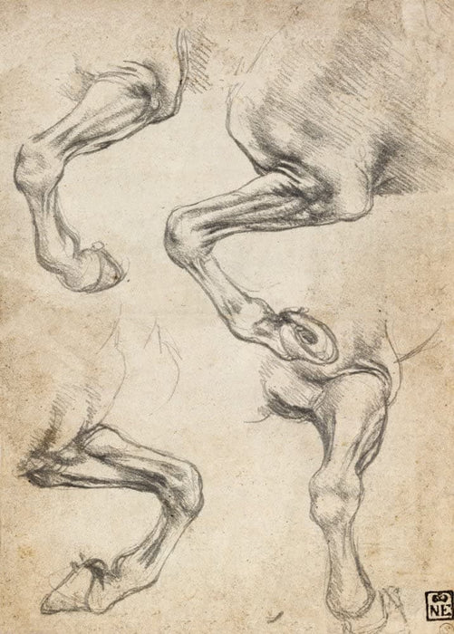 Leonardo da Vinci 'Study of a Horse's Leg', Italy, 1485-95, Reproduction 200gsm A3 Vintage Classic Art Poster