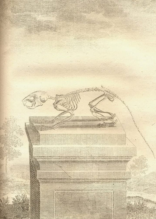Vintage Anatomy 'Flying Squirrel', Georges-Louis Leclerc Comte de Buffon, 19th Century, France, Reproduction 200gsm A3 Vintage Poster
