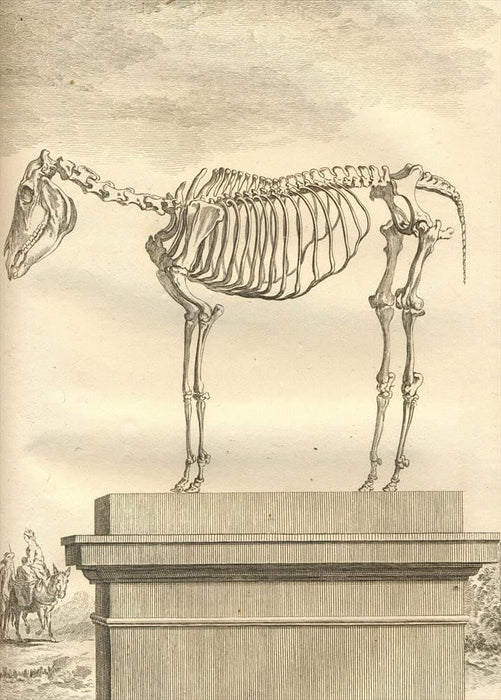 Vintage Anatomy 'Horse, First Species', Georges-Louis Leclerc Comte de Buffon, 19th Century, France, Reproduction 200gsm A3 Vintage Poster