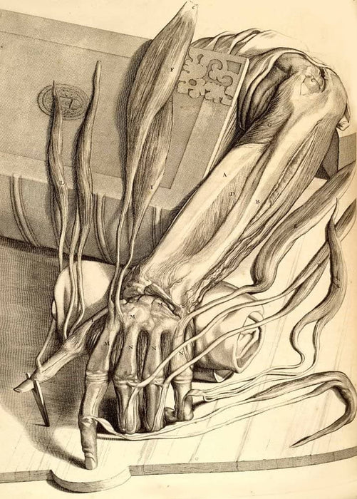 Vintage Anatomy 'The Arm and Hand', from 'Anatomia Humani Corporis', 1685, Netherlands, Govard Bidloo, Gerard de Lairesse, Reproduction 200gsm A3 Vintage Medical Poster