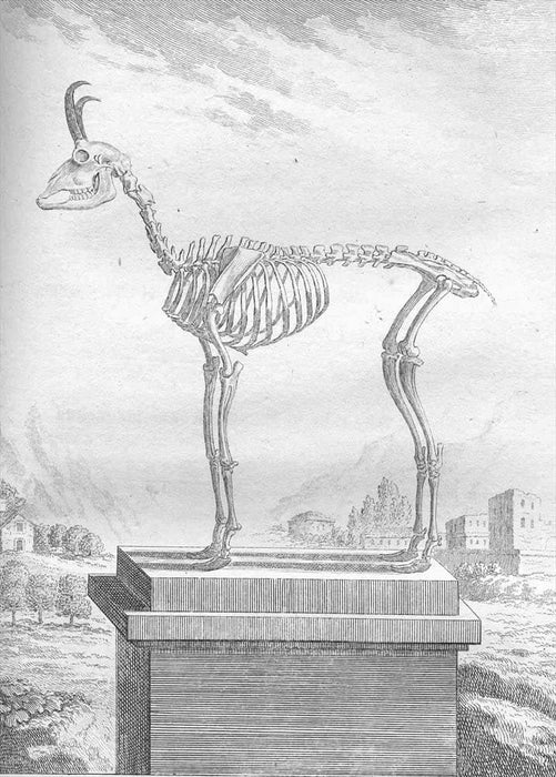 Vintage Anatomy 'Chamois Goat Antelope', Georges-Louis Leclerc Comte de Buffon, 19th Century, France, Reproduction 200gsm A3 Vintage Poster