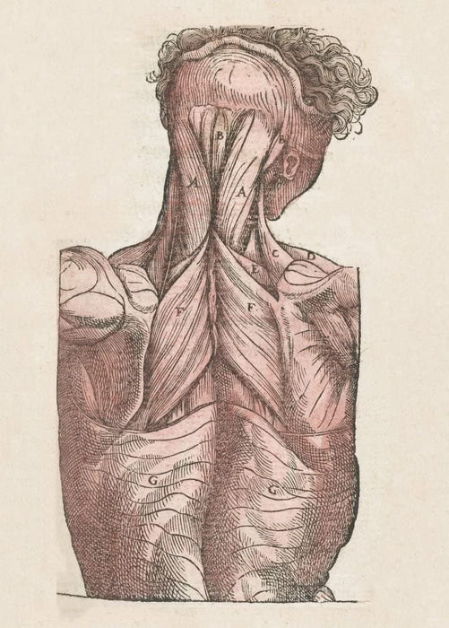 Vintage Anatomy 'Muscles and Tendons of The Back', from 'Surgical Instruments, Procedures and Artificial Body Parts', France, 1564, Ambroise Pare, Reproduction 200gsm A3 Vintage Medical Poster