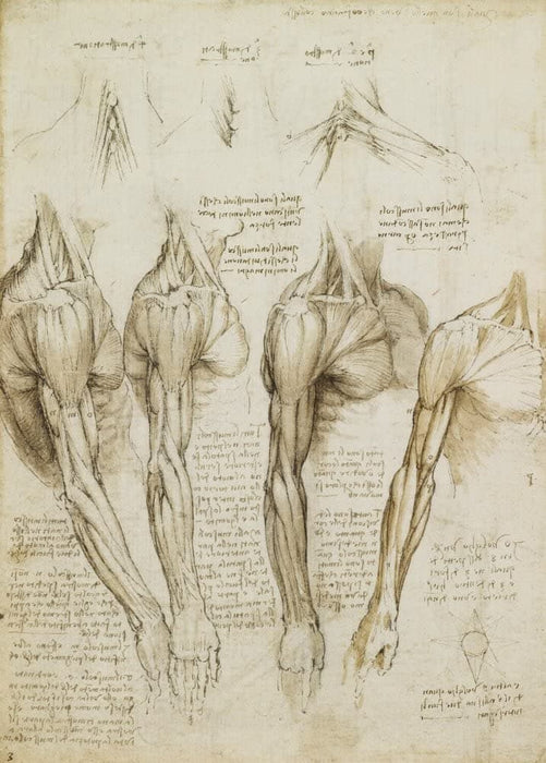 Vintage Anatomy 'Muscles of The Shoulder, Neck and Arm', Leonardo da Vinci, Italy, 14-15th Century, Reproduction 200gsm A3 Vintage Medical Poster