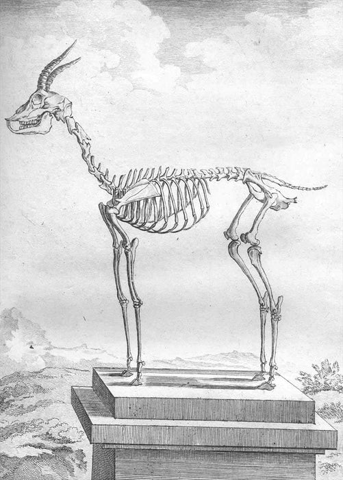 Vintage Anatomy 'Gazalle, First Species', Georges-Louis Leclerc Comte de Buffon, 19th Century, France, Reproduction 200gsm A3 Vintage Poster
