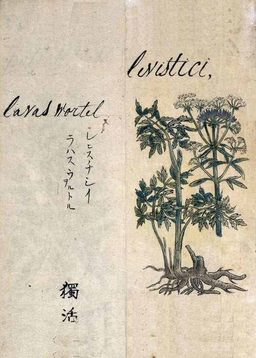 Vintage Plant Anatomy and Morphology 'Tu-huo. Angelica Laxifoliata', from 'A Japanese Herbal', Japan, 17th Century, Reproduction 200gsm A3 Vintage Poster