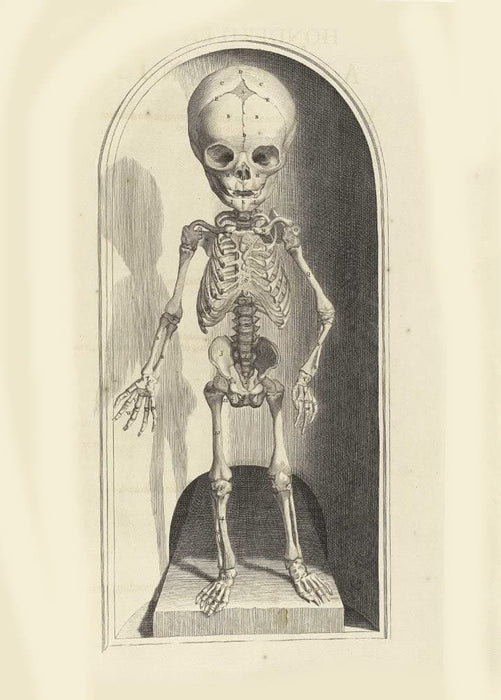 Vintage Anatomy 'Human Skeleton', from 'Anatomia Humani Corporis', 1685, Netherlands, Govard Bidloo, Gerard de Lairesse, Reproduction 200gsm A3 Vintage Medical Poster