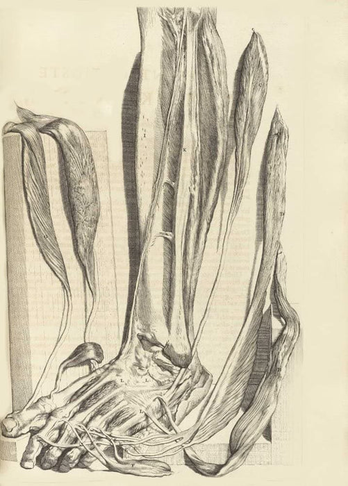 Vintage Anatomy 'Bones, Muscles and Tendons of The Lower Leg', from 'Anatomia Humani Corporis', 1685, Netherlands, Govard Bidloo, Gerard de Lairesse, Reproduction 200gsm A3 Vintage Medical Poster