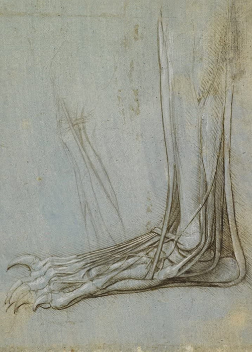 Vintage Anatomy 'Tendons and Muscles of The Foot', by Leonardo da Vinci, Italy, 14-15th Century, Reproduction 200gsm A3 Vintage Medical Poster