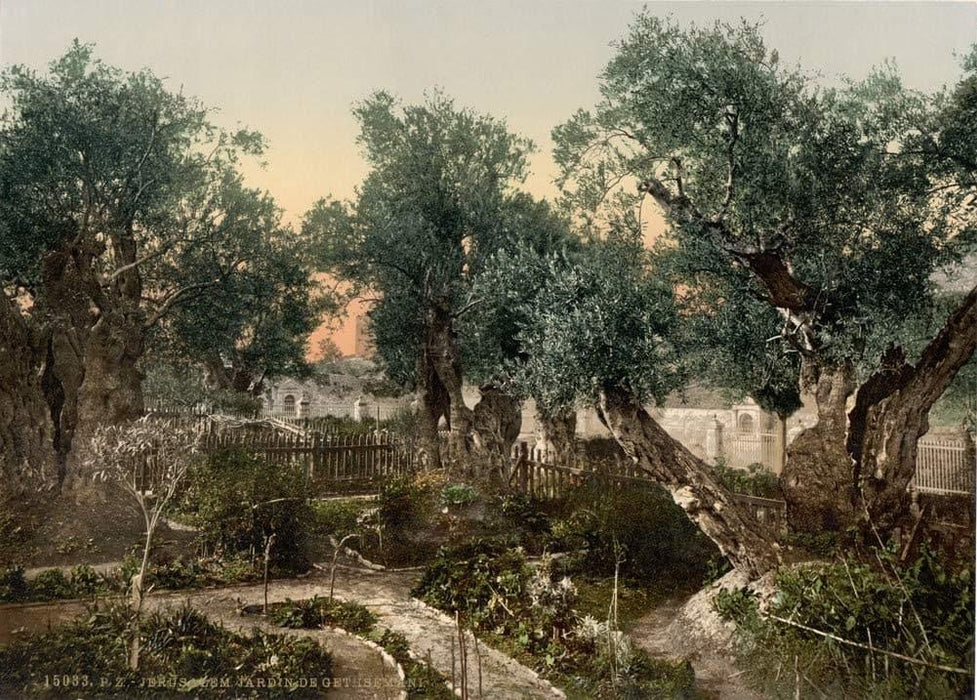 Garden of Gethsemane, Jerusalem, Holy Land Antique Photo, 1890's, Reproduction 200gsm A3, Israel, Palestine, Vintage Travel Poster - World of Art Global Limited