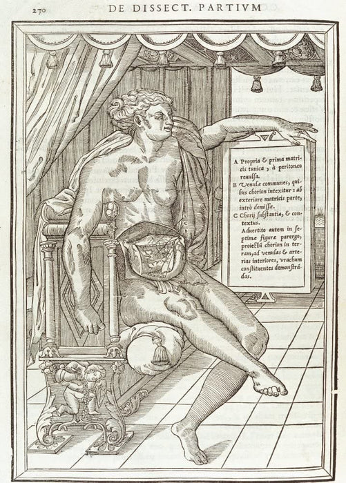 Vintage Anatomy 'De Dissectione Partium Corporis Humani Libi Tres', Plate 11, France, 1545, Charles Estienne, Reproduction 200gsm A3 Vintage Medical Poster