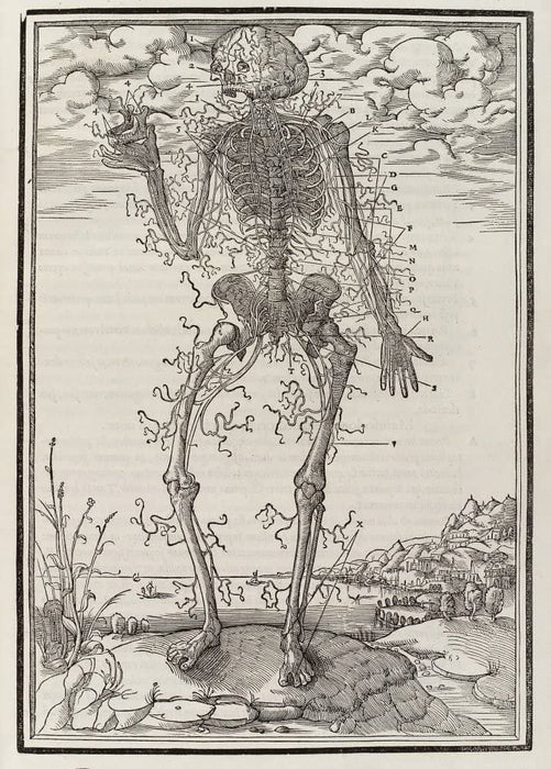 Vintage Anatomy 'De Dissectione Partium Corporis Humani Libi Tres', Plate 12, France, 1545, Charles Estienne, Reproduction 200gsm A3 Vintage Medical Poster