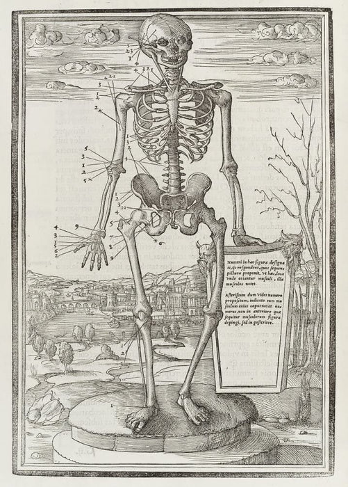 Vintage Anatomy 'De Dissectione Partium Corporis Humani Libi Tres', Plate 8, France, 1545, Charles Estienne, Reproduction 200gsm A3 Vintage Medical Poster