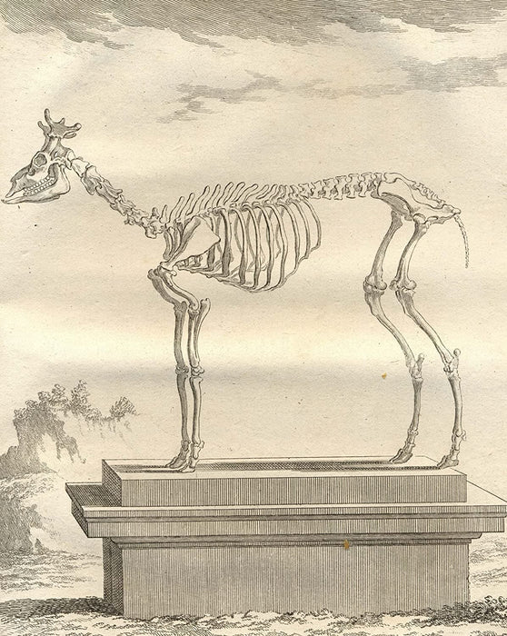 Vintage Anatomy 'Deer Skeleton', Georges-Louis Leclerc Comte de Buffon, 19th Century, France, Reproduction 200gsm A3 Vintage Poster