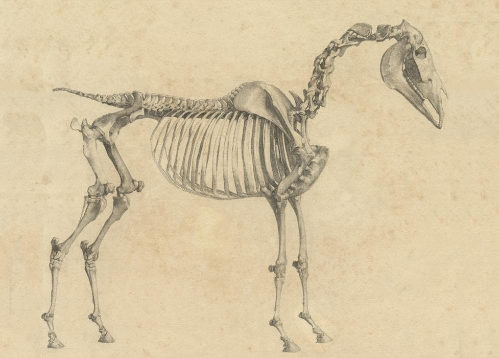 Vintage Anatomy 'Skeleton of The Horse, Side View', from 'The Anatomy of The Horse', England, 1766, George Stubbs, Reproduction 200gsm A3 Classic Vintage Poster